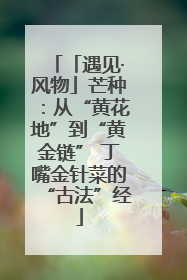 「遇见·风物」芒种：从“黄花地”到“黄金链” 丁嘴金针菜的“古法”经