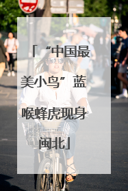 “中国最美小鸟”蓝喉蜂虎现身闽北