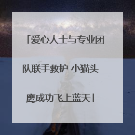 爱心人士与专业团队联手救护 小猫头鹰成功飞上蓝天