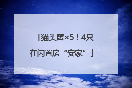 猫头鹰×5！4只在闲置房“安家”