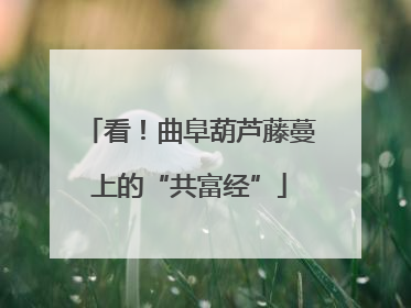 看！曲阜葫芦藤蔓上的“共富经”