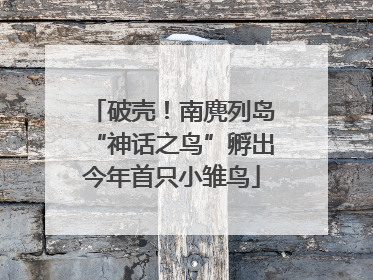 破壳！南麂列岛“神话之鸟”孵出今年首只小雏鸟