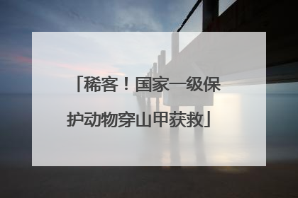 稀客！国家一级保护动物穿山甲获救