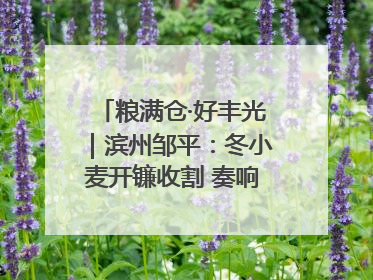 粮满仓·好丰光｜滨州邹平：冬小麦开镰收割 奏响夏日丰收曲