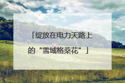 绽放在电力天路上的“雪域格桑花”