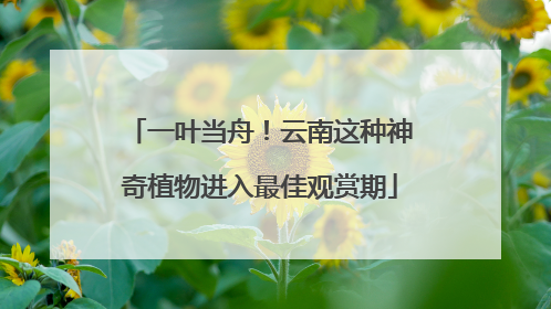 一叶当舟！云南这种神奇植物进入最佳观赏期