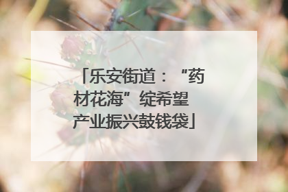 乐安街道：“药材花海”绽希望 产业振兴鼓钱袋