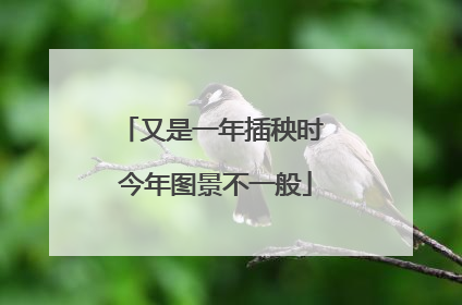 又是一年插秧时 今年图景不一般