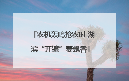 农机轰鸣抢农时 湖滨“开镰”麦飘香
