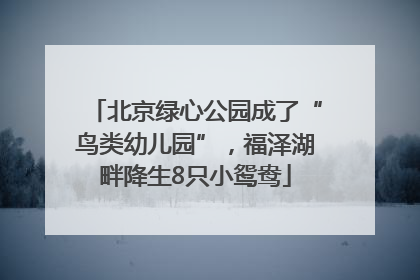 北京绿心公园成了“鸟类幼儿园”，福泽湖畔降生8只小鸳鸯
