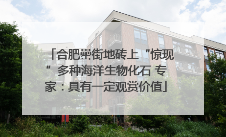合肥罍街地砖上“惊现”多种海洋生物化石 专家：具有一定观赏价值
