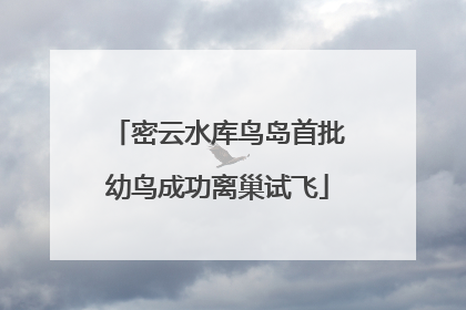 密云水库鸟岛首批幼鸟成功离巢试飞