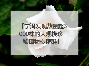 宁洱发现数量超3000株的大规模珍稀植物桫椤群