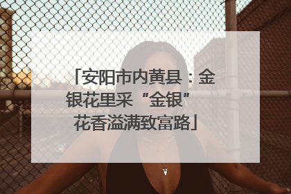 安阳市内黄县：金银花里采“金银” 花香溢满致富路
