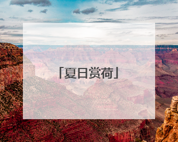 夏日赏荷