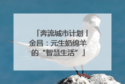 奔流城市计划丨金昌：元生奶绵羊的“智慧生活”