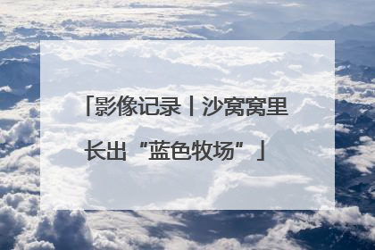 影像记录丨沙窝窝里长出“蓝色牧场”