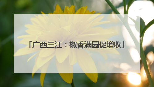 广西三江：椒香满园促增收