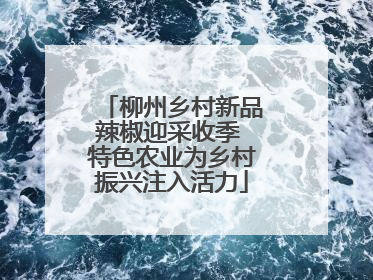 柳州乡村新品辣椒迎采收季 特色农业为乡村振兴注入活力