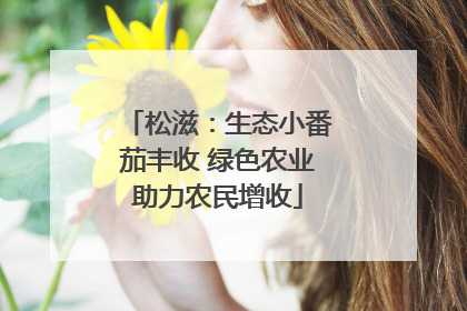 松滋：生态小番茄丰收 绿色农业助力农民增收
