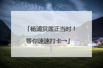 杨浦赏莲正当时！等你速速打卡→