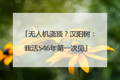 无人机浇顶？汉阳树：我活546年第一次见