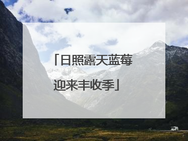 日照露天蓝莓迎来丰收季