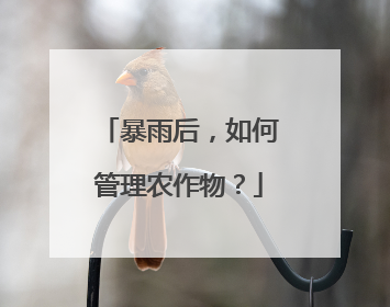 暴雨后，如何管理农作物？