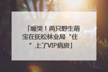 暖哭！两只野生萌宝在抚松林业局“住”上了VIP病房