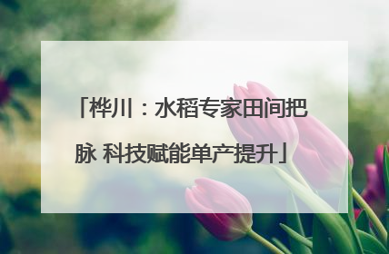 桦川：水稻专家田间把脉 科技赋能单产提升