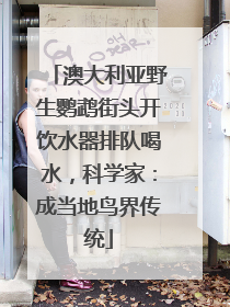 澳大利亚野生鹦鹉街头开饮水器排队喝水，科学家：成当地鸟界传统