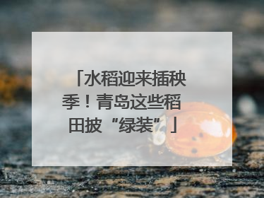 水稻迎来插秧季！青岛这些稻田披“绿装”