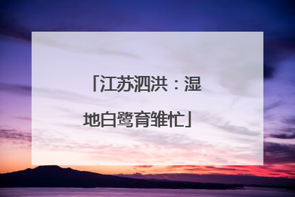 江苏泗洪：湿地白鹭育雏忙