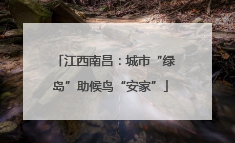 江西南昌：城市“绿岛”助候鸟“安家”