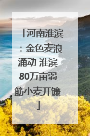 河南淮滨：金色麦浪涌动 淮滨80万亩弱筋小麦开镰