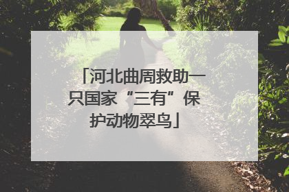 河北曲周救助一只国家“三有”保护动物翠鸟