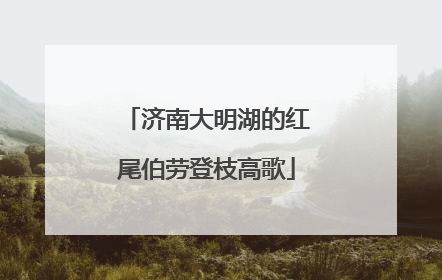 济南大明湖的红尾伯劳登枝高歌