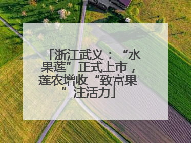 浙江武义：“水果莲”正式上市，莲农增收“致富果”注活力