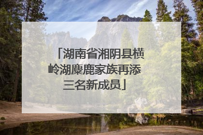 湖南省湘阴县横岭湖麋鹿家族再添三名新成员