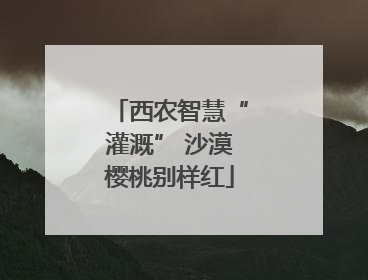 西农智慧“灌溉” 沙漠樱桃别样红