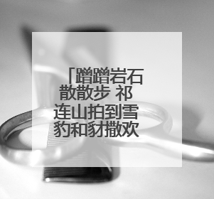 蹭蹭岩石散散步 祁连山拍到雪豹和豺撒欢画面