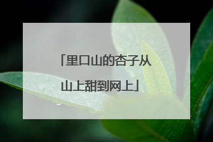 里口山的杏子从山上甜到网上