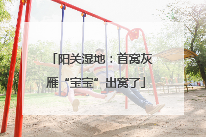 阳关湿地：首窝灰雁“宝宝”出窝了