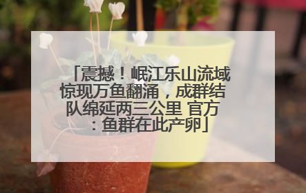 震撼！岷江乐山流域惊现万鱼翻涌，成群结队绵延两三公里 官方：鱼群在此产卵