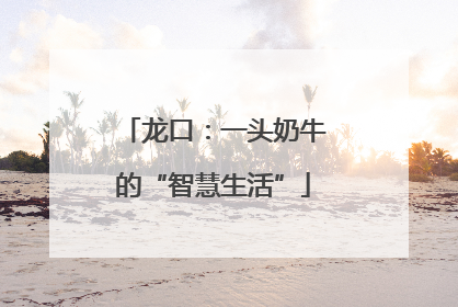 龙口：一头奶牛的“智慧生活”