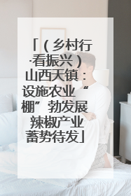 （乡村行·看振兴）山西天镇：设施农业“棚”勃发展 辣椒产业蓄势待发