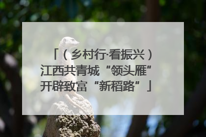 （乡村行·看振兴）江西共青城“领头雁”开辟致富“新稻路”