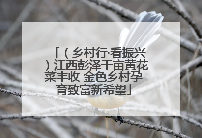（乡村行·看振兴）江西彭泽千亩黄花菜丰收 金色乡村孕育致富新希望